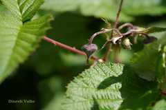Rubus hypargyrus